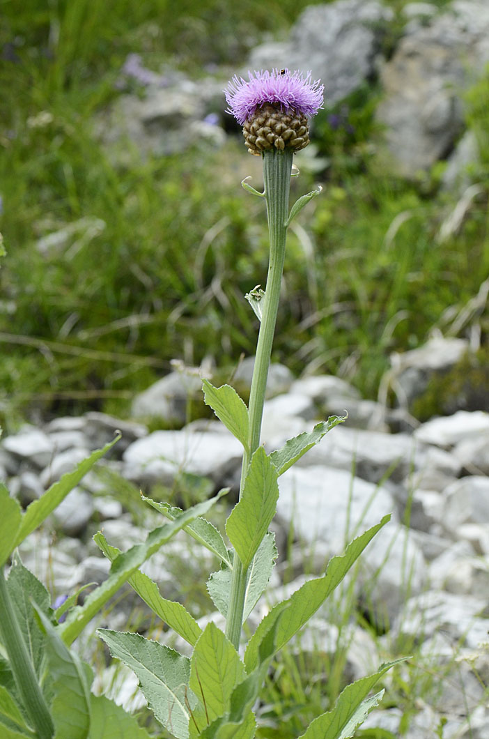 Rhaponticum hemeralpion  / Fiordaliso delle Alpi orientali